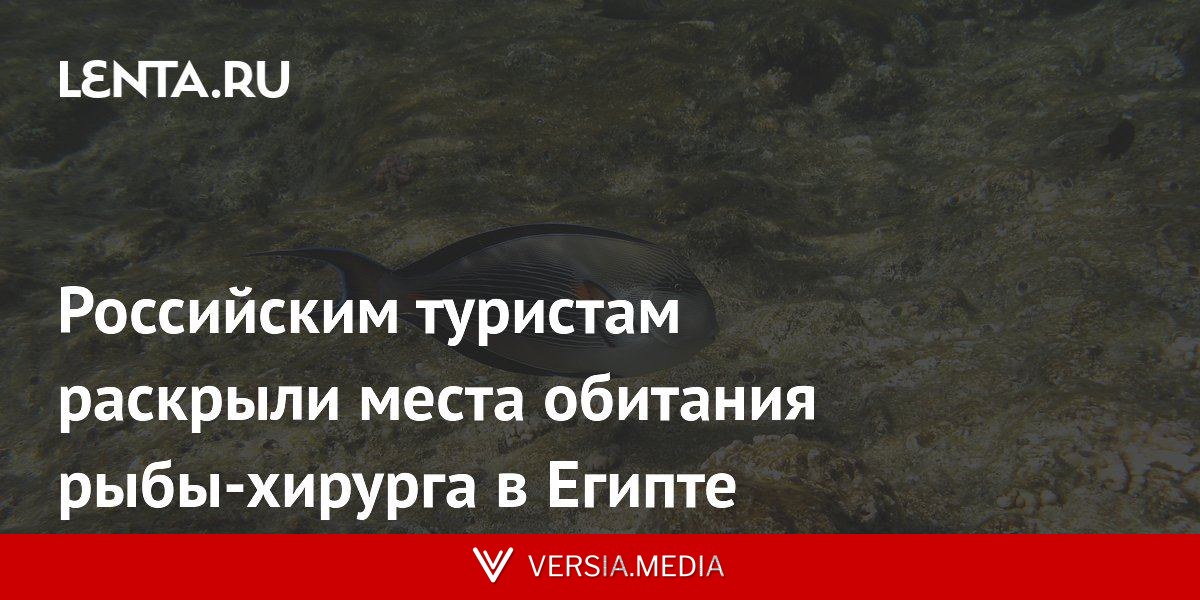 Российским туристам раскрыли места обитания рыбы-хирурга в Египте