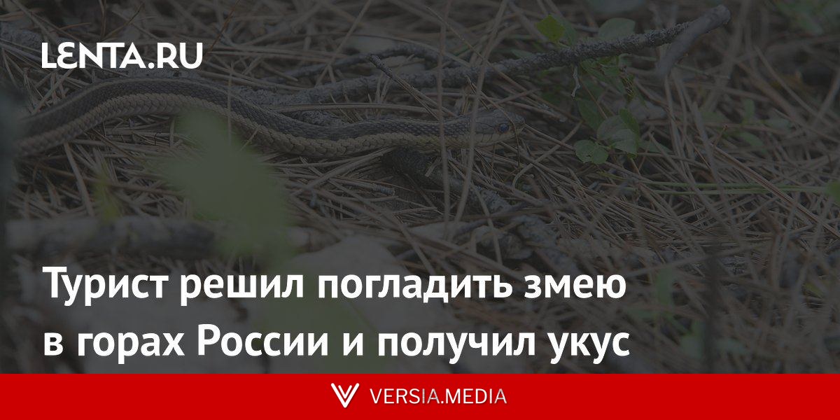 Турист решил погладить змею в горах России и получил укус