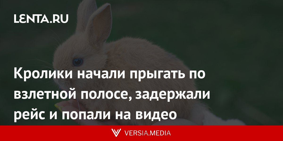 Кролики начали прыгать по взлетной полосе, задержали рейс и попали на видео