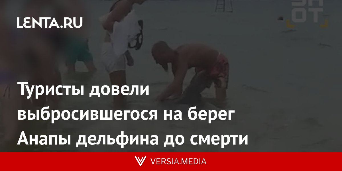 Туристы довели выбросившегося на берег Анапы дельфина до смерти