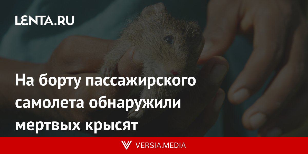 На борту пассажирского самолета обнаружили мертвых крысят